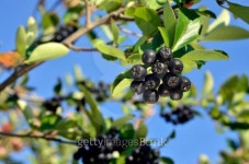 fruits of black choke berry (aronia) 이미지 (153874238) - 게티이미지뱅크 fruits of black choke berry (aronia)