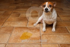 Dog Pee Spot 이미지 (137143650) - 게티이미지뱅크 Dog Pee Spot