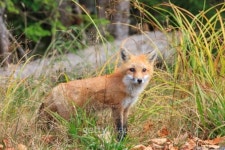 red fox 이미지 (148788682) - 게티이미지뱅크 red fox
