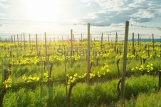 Vine yard with young plants in may 이미지 (175251326) - 게티이미지뱅크 Vine yard with young plants in may