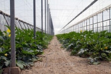 Marrows plants greenhouse 이미지 (148955926) - 게티이미지뱅크 Marrows plants greenhouse