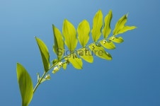 Solomons seal against clear blue sky in spring 이미지 (177316942) - 게티이미지뱅크 Solomons seal against clear blue sky in... 