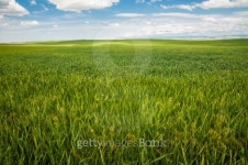 Wheat fields under a summer clouds 이미지 (177381504) - 게티이미지뱅크 Wheat fields under a summer clouds