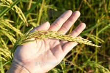 hand and paddy rice 이미지 (142330690) - 게티이미지뱅크 hand and paddy rice