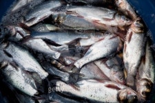 bighead freshwater fishes 이미지 (177430629) - 게티이미지뱅크 bighead freshwater fishes