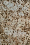 tropical tree bark 이미지 (159164001) - 게티이미지뱅크 tropical tree bark