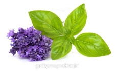 lavender and basil 이미지 (177492758) - 게티이미지뱅크 lavender and basil