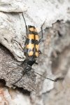Four-banded Longhorn Beetle (Leptura quadrifasciata) sitting on 이미지 (177128881) - 게티이미지뱅크 Four-banded Longhorn... 
