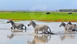 Zebra in swamp 이미지 (141248657) - 게티이미지뱅크 Zebra in swamp