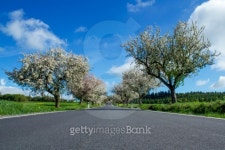road with alley of cherry trees in bloom 이미지 (177346718) - 게티이미지뱅크 road with alley of cherry trees in bloom