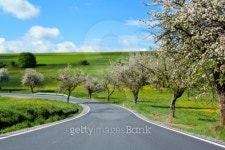 road with alley of cherry trees in bloom 이미지 (153238742) - 게티이미지뱅크 road with alley of cherry trees in bloom