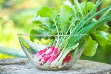 Rinsed radishes and onion in glass bowl 이미지 (150536547) - 게티이미지뱅크 Rinsed radishes and onion in glass bowl