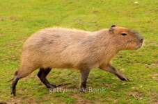 Capybara 이미지 (178383732) - 게티이미지뱅크 Capybara
