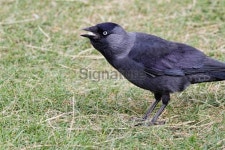 Black jackdaw Corvus monedula swallowing bread 이미지 (171380143) - 게티이미지뱅크 Black jackdaw Corvus monedula swallowing bread