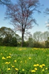 Dandelions in park 이미지 (154232629) - 게티이미지뱅크 Dandelions in park