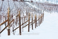 Tuscany: wineyard in winter 이미지 (177422950) - 게티이미지뱅크 Tuscany: wineyard in winter
