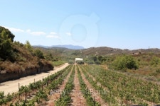 Vineyard in summer 이미지 (177543420) - 게티이미지뱅크 Vineyard in summer