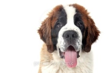 Panting Saint Bernard Purebred Puppy 이미지 (177549265) - 게티이미지뱅크 Panting Saint Bernard Purebred Puppy