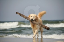 Good Dog 이미지 (177338665) - 게티이미지뱅크 Good Dog