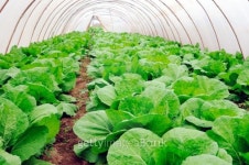 Greenhouse 이미지 (177287265) - 게티이미지뱅크 Greenhouse