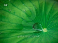 Water lily leaf 이미지 (151649668) - 게티이미지뱅크 Water lily leaf
