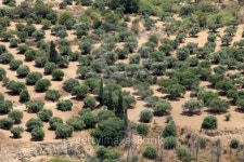 Olive groves around Kardamena 이미지 (177265475) - 게티이미지뱅크 Olive groves around Kardamena