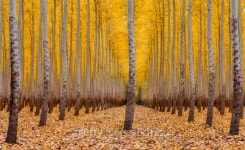 Forest of trees in the autumn 이미지 (159082273) - 게티이미지뱅크 Forest of trees in the autumn