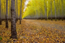 Access road to a tree farm autumn 이미지 (157989301) - 게티이미지뱅크 Access road to a tree farm autumn