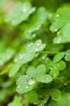 Water Drops on Clover 이미지 (177005156) - 게티이미지뱅크 Water Drops on Clover