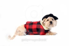 Big Bad Dog 이미지 (177546008) - 게티이미지뱅크 Big Bad Dog