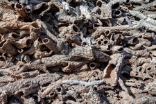 Tree bark 이미지 (175485076) - 게티이미지뱅크 Tree bark