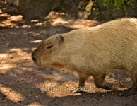 Capybara 이미지 (177325604) - 게티이미지뱅크 Capybara
