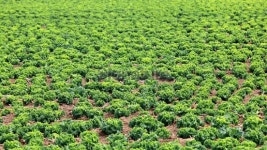 Lettuce field 이미지 (174915727) - 게티이미지뱅크 Lettuce field