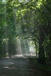 Ground road crossing old deciduous forest 이미지 (147786316) - 게티이미지뱅크 Ground road crossing old deciduous forest
