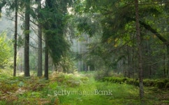 Path crossing autumnal stand of Bialowieza Forest 이미지... 게티이미지뱅크 Path crossing autumnal stand of Bialowieza Forest
