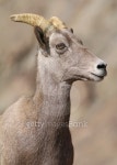 Bighorn Sheep 이미지 (177294489) - 게티이미지뱅크 Bighorn Sheep