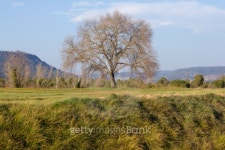 old oak in the field 이미지 (149486742) - 게티이미지뱅크 old oak in the field
