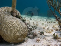 Coral rock 이미지 (176991478) - 게티이미지뱅크 Coral rock