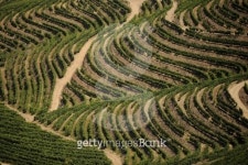 vineyards of the Port wine / Vinhas do Douro 이미지 (460879571) - 게티이미지뱅크 vineyards of the Port wine / Vinhas do Douro
