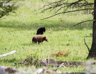 Black Bear Cubs 이미지 (179127900) - 게티이미지뱅크 Black Bear Cubs