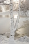 Birch trunks 이미지 (450445659) - 게티이미지뱅크 Birch trunks