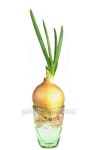 Green onion in a glass isolated on white 이미지 (162835806) - 게티이미지뱅크 Green onion in a glass isolated on white