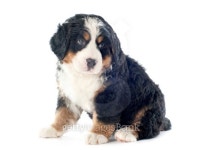 puppy bernese moutain dog 이미지 (173646456) - 게티이미지뱅크 puppy bernese moutain dog