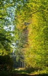 Path crossing autumnal stand of Bialowieza Forest 이미지... 게티이미지뱅크 Path crossing autumnal stand of Bialowieza Forest