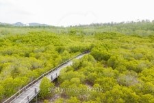 Wooden bridge go to mangrove forest 이미지 (467176643) - 게티이미지뱅크 Wooden bridge go to mangrove forest