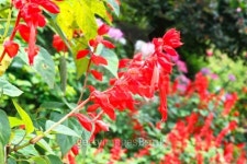 Salvia splendens (SAL-vi-uh SPLEN-denz) 이미지 (185854762) - 게티이미지뱅크 Salvia splendens (SAL-vi-uh SPLEN-denz)