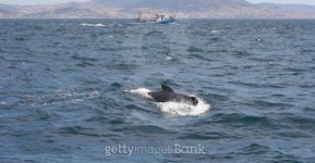 Pilot whale and fisher boat 이미지 (454049899) - 게티이미지뱅크 Pilot whale and fisher boat