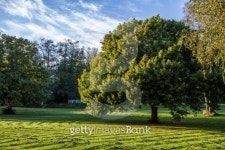 Large tree in park 이미지 (478286103) - 게티이미지뱅크 Large tree in park