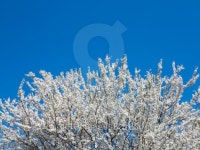 Spring white blossoming tree over blue sky 이미지 (178128937) - 게티이미지뱅크 Spring white blossoming tree over blue sky