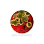 Bacteria growing in a petri dish 이미지 (188094137) - 게티이미지뱅크 Bacteria growing in a petri dish